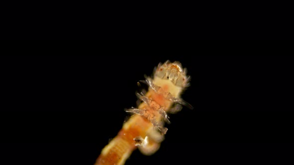 The Caterpillar-shaped or Eruciform Larva Under the Microscope