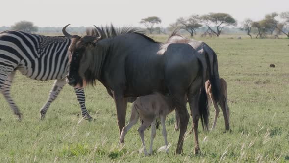 A Wildebeest Calf Suckling Milk From Its Mother's Breast In The Savannah With A Zebra Grazing On The