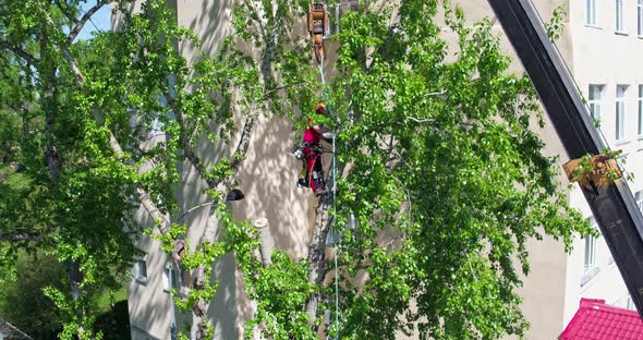 Aerial Shooting Arborist Saws Trees at Summer