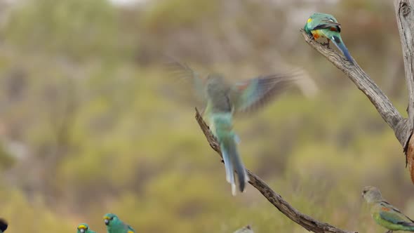 Mulga Parrots in a Dead Tree Near a Water Trough at Gluepot Reserve