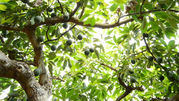 Avocados at Tree