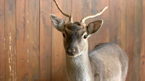 Young Deer at Breeding Farm