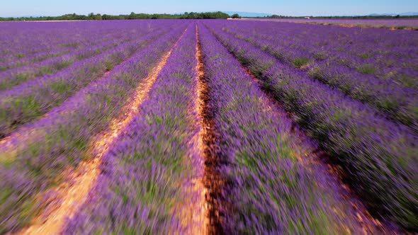 The flowering lavender fields of the Valensole plateau alt