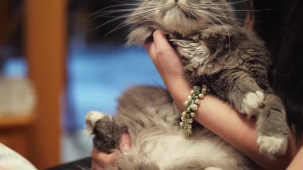 Cat Owners Stroking a Pet