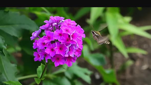Hawk Insect Flies over Violet Flower on Green Background.