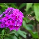 Hawk Insect Flies over Violet Flower on Green Background. - VideoHive Item for Sale