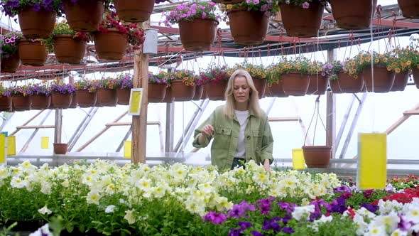 Flower shop. Adult female farmer care of growing plants in the greenhouse