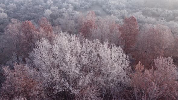 Frozen Forest In The Morning Aerial