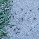 Ants on the Pavement - VideoHive Item for Sale