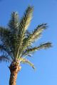 Palm tree - PhotoDune Item for Sale