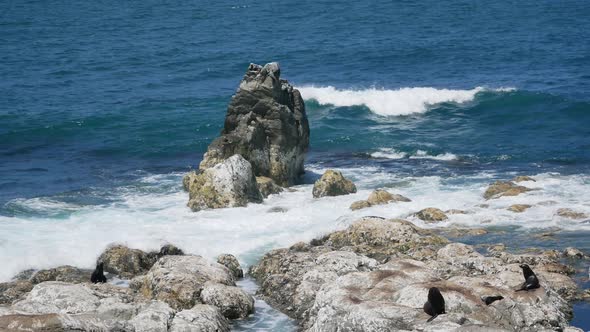 Fur seal colony at the rock at Kaikoura, South Island, New Zealand