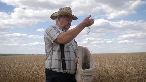 Mature Farmer Man Standing in a Wheat Field During Harvesting, He Controls the Harvesting Process