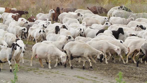 Goats Walk in Village Breeding of Domestic Animals