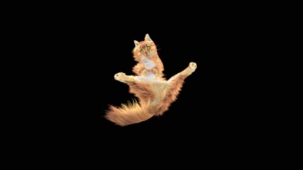 Cat Dancing HD