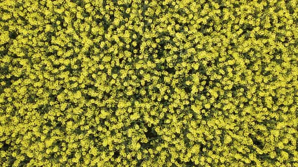 Beautiful yellow rapeseed field during sunset in central Europe. Slowly ascending top down aerial vi