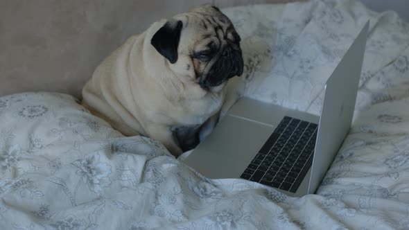 The Cute Dog with a Laptop on the Bed