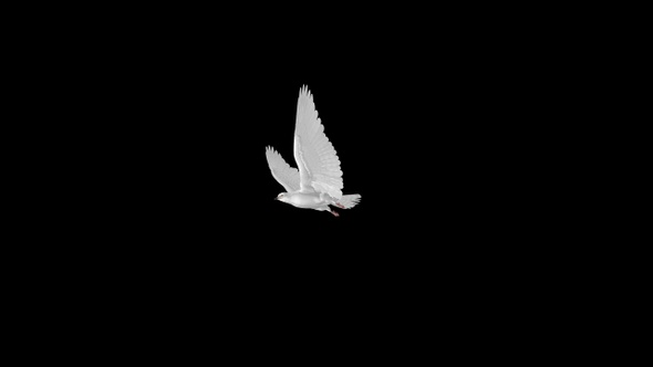 White Dove - 4K Flying Transition - II