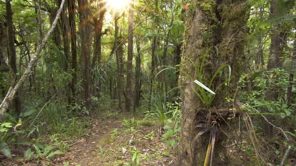 Sun is Shining in Green Forest in New Zealand Wilderness Nature