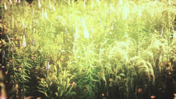 Wild Field Flowers at Summer Sunset alt