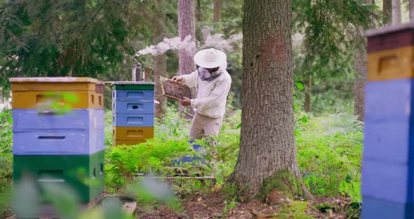 Apiary in the Middle of the Forest First Plan Slightly Out of Focus Hives Among the Trees Second