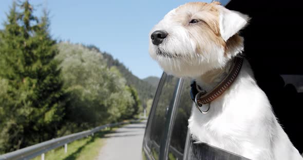 Jack Russell Terrier Looks Out the Open Window of the Car. Close Up Slow Motion V2