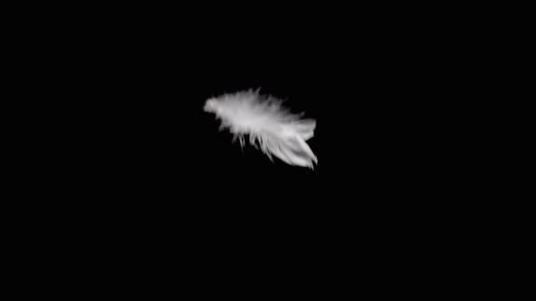 Feathers Falling on Black Background