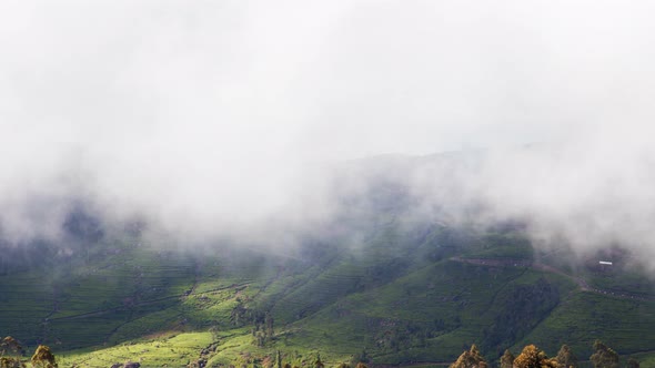 Mountains Tea Plantations Timelapse