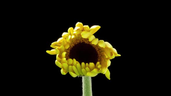 Time Lapse Of A Yellow Daisy Opening
