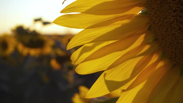 Evening Field With Blooming Sunflowers 23