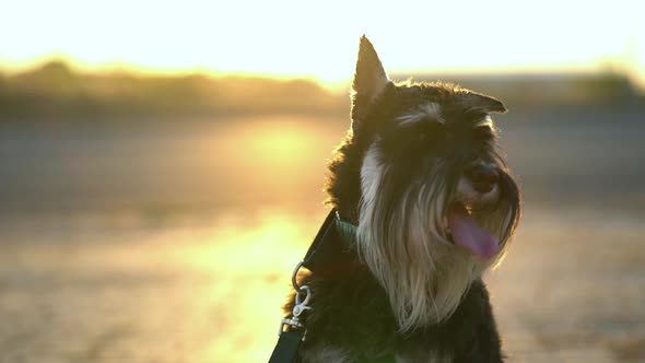 Zwergschnauzer Portrait at Sunset