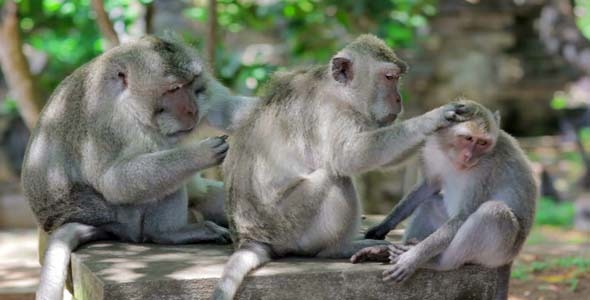 Monkey Family Cleaning Louse1