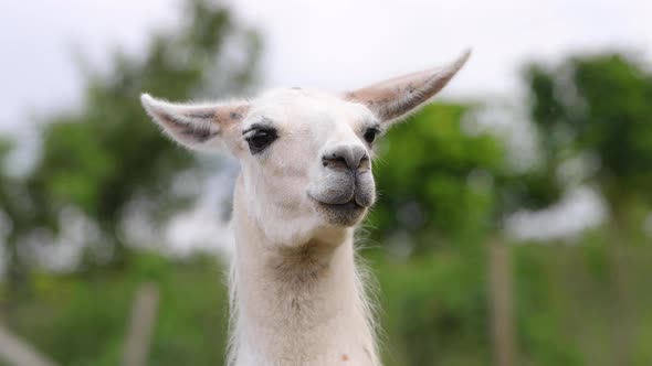 A very cute brown farm yard Alpaca Llama in a field behind a fence in the summer time