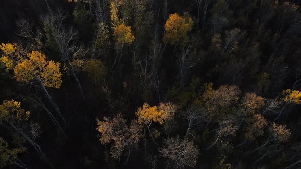 Drone low flight showing the autumnal colours of treetops in a forest of central Alberta during fall