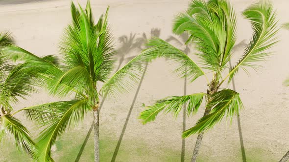 Slow Motion Close Up of Bright Green Palm Tree Tops Waving at Beach Background