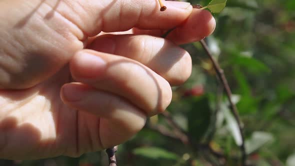 Female Hands Collect the Cherries From the Green Branches on a Bright, Sunny Summer Day.