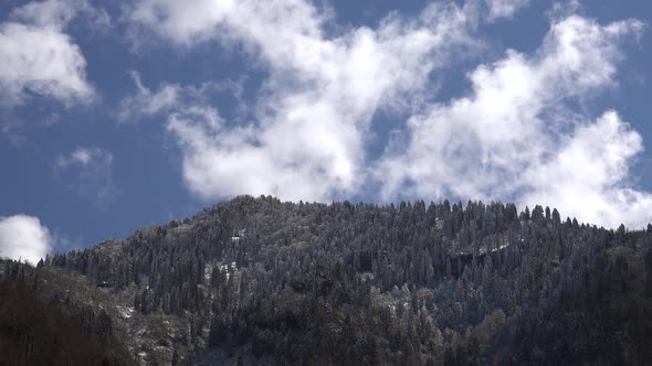 Snows Falling Over the Trees in Sunny Weather After the First Snow