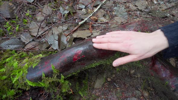 Hand going over Arbutus Tree root. Slow motion.