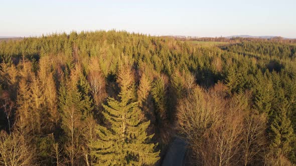 Numerous pine, larch and fir trees in Germany during a colourful sunset. Aerial view following the r