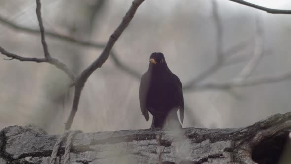 Slow motion medium wide shot of a Blackbird sitting on a thick tree branch, stepping forward, contem