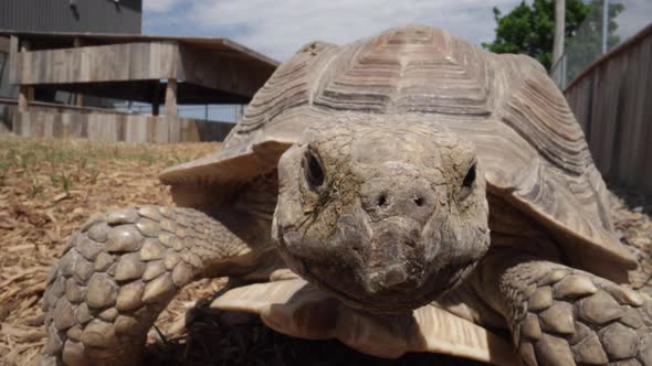 Spurred tortoise approaching camera and blinking