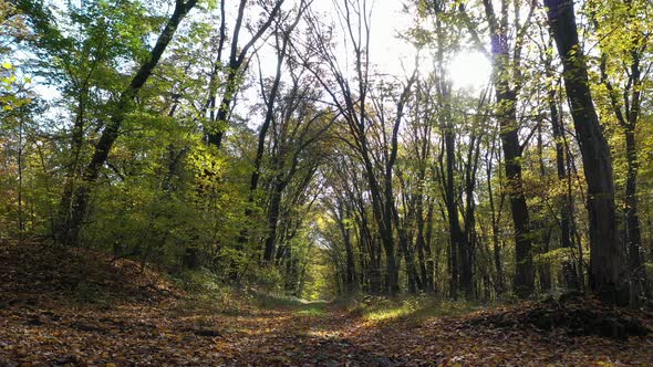 Epic Autumn Forest Path