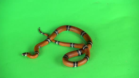 Sinaloan Milk Snake, Lampropeltis Triangulum Sinaloae, in Front on a Green Background Screen