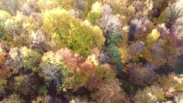 Aerial view of a orange colored forest on autumn season. Beautiful forest trees captured from the ab