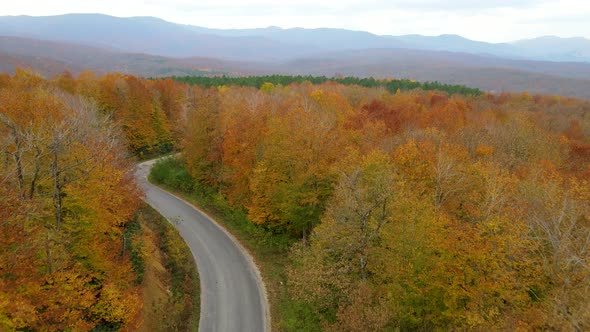 trees and pathway in red and orange colors in autumn, great autumn day