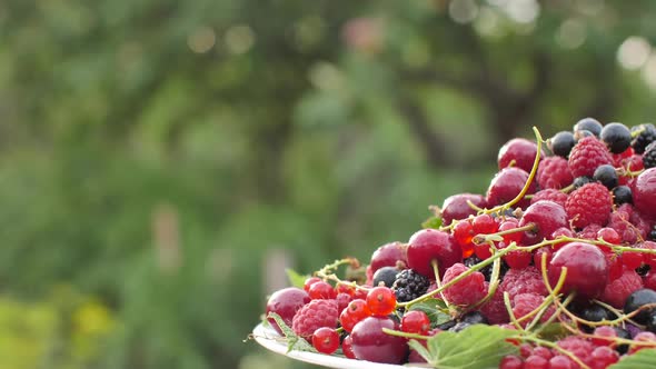 Harvest of Fresh Raspberries, BlackBerry, Cherry, Red and Black Currant on Nature Background Slowly