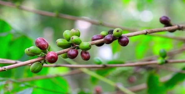 Fresh Coffee Seeds On Tree