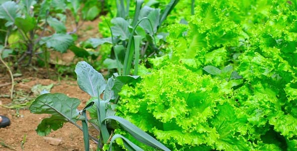 Farmer Controling Green Lettuce