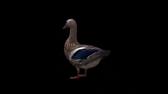 Female Duck İdle View From Back Side alt