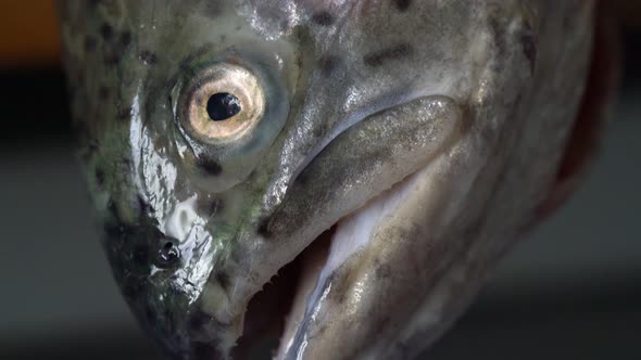 Closeup of the Head of a Dead Fish a Sea Trout