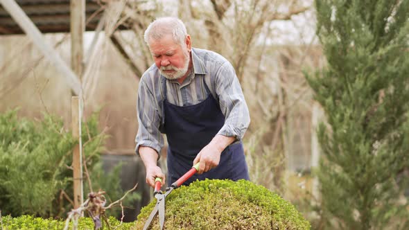 Elderly Man Cuts Bushes in the Garden with Large Pruner